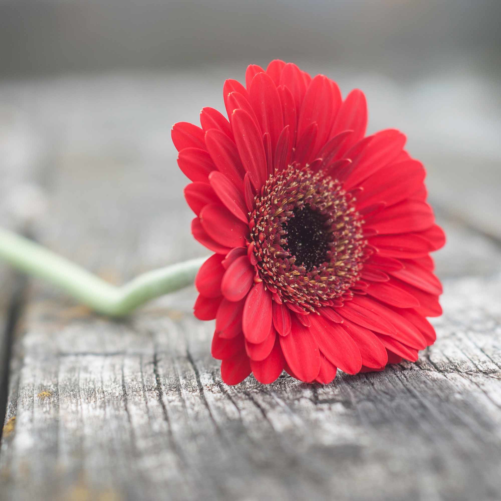 Gerbera